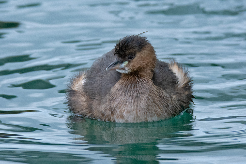 Little Grebe