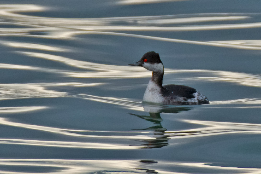 Black-necked Grebe