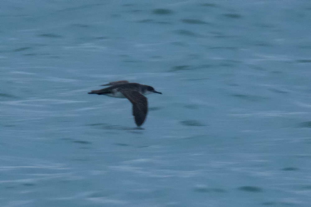 Yelkouan Shearwater