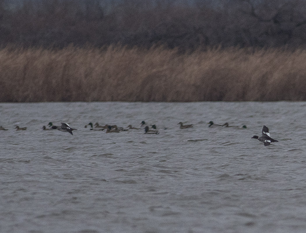 Common Goldeneye