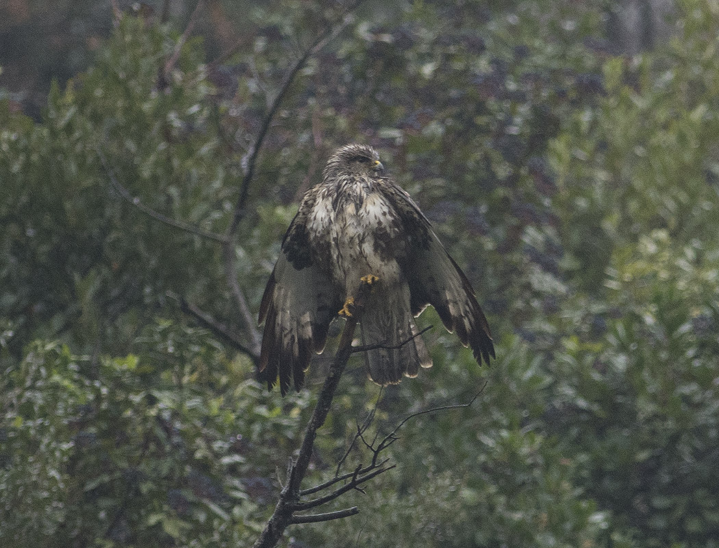 Rough-legged Buzzard