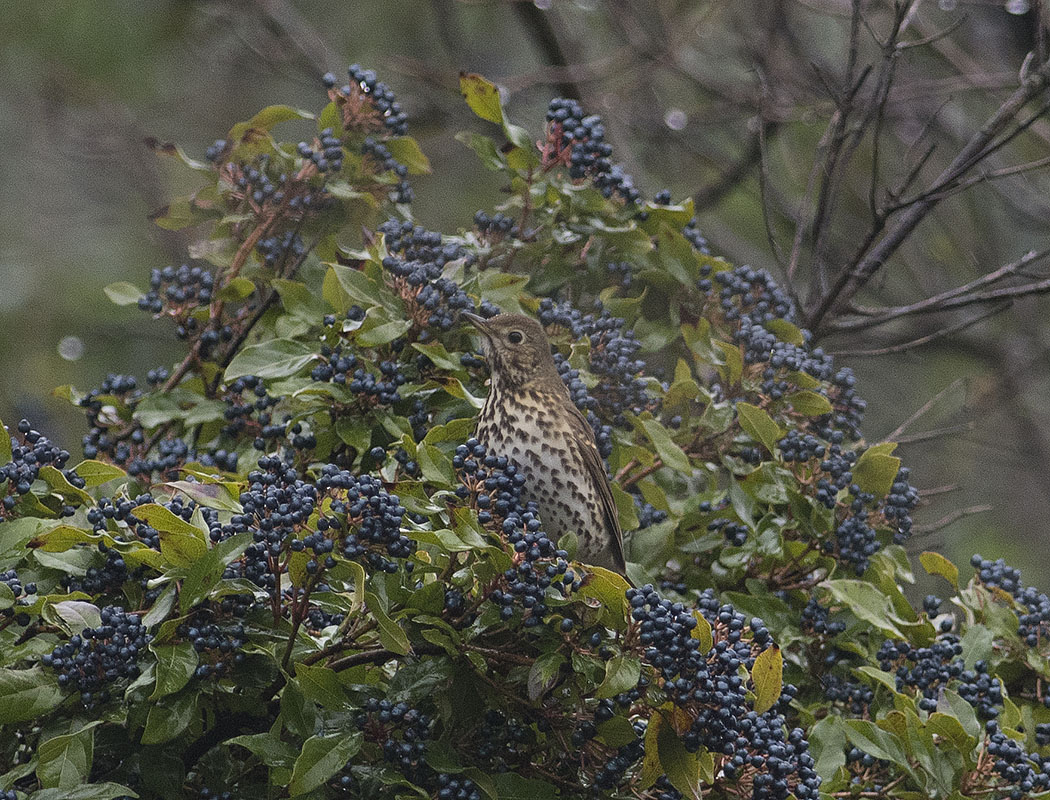Song Thrush