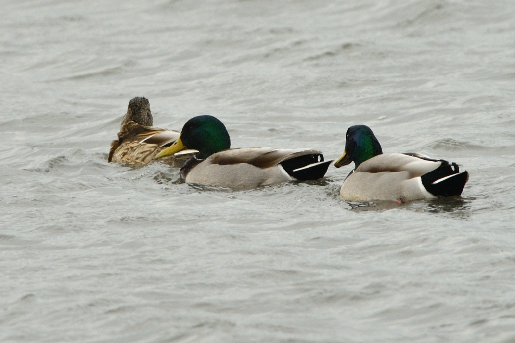 Mallard