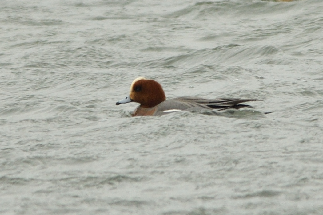 Eurasian Wigeon