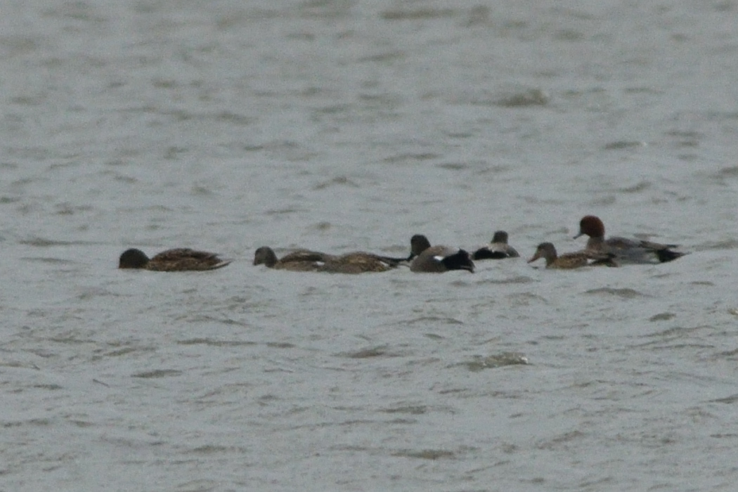 Gadwall