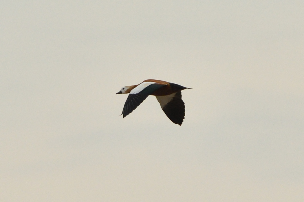 Ruddy Shelduck