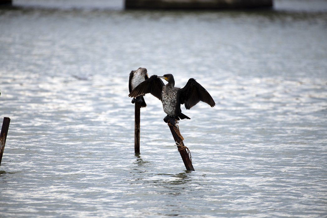 Great Cormorant