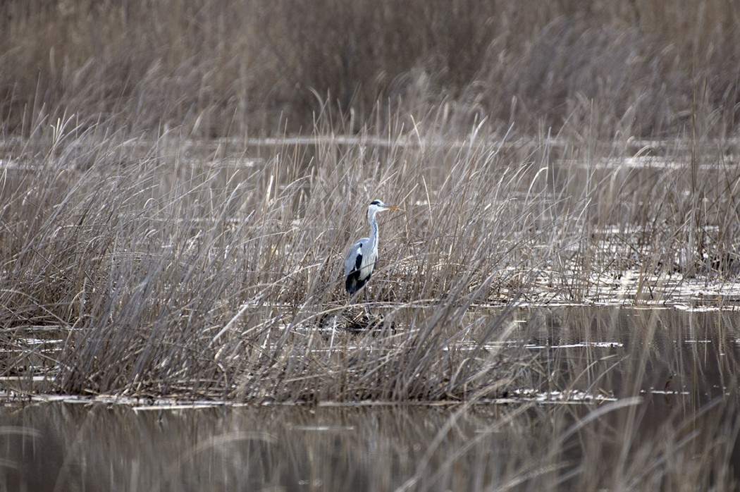 Grey Heron