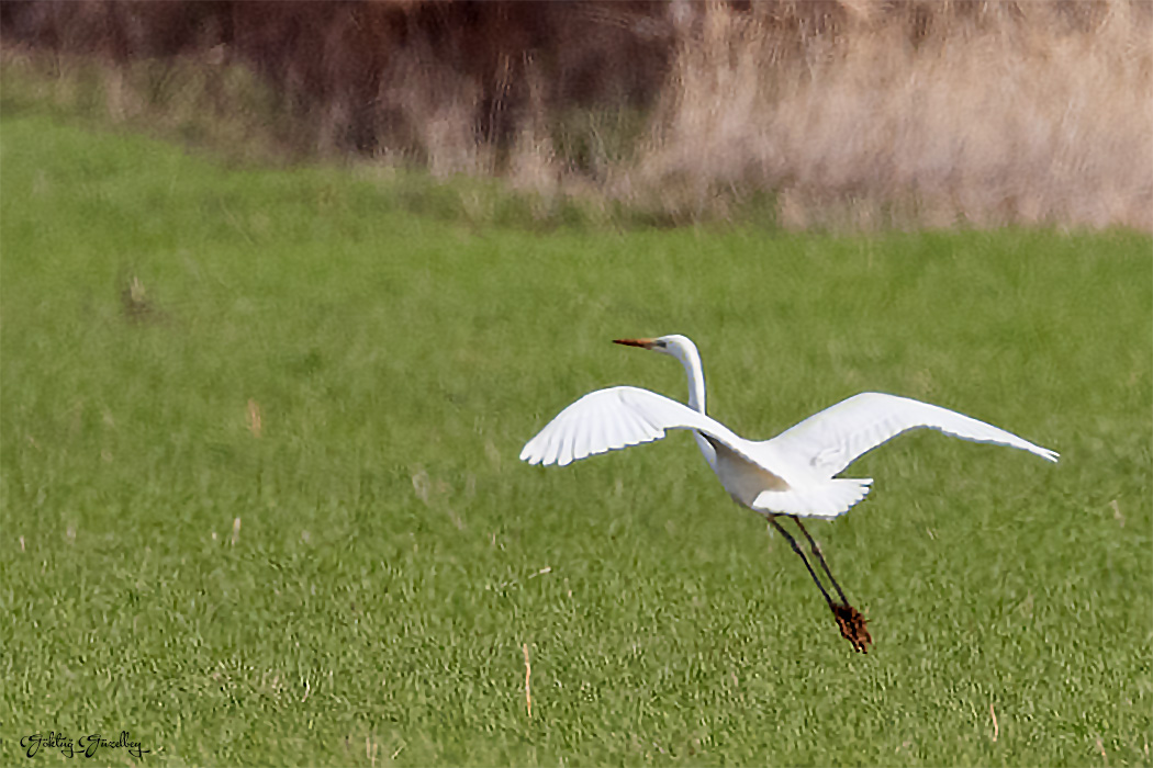 Great Egret