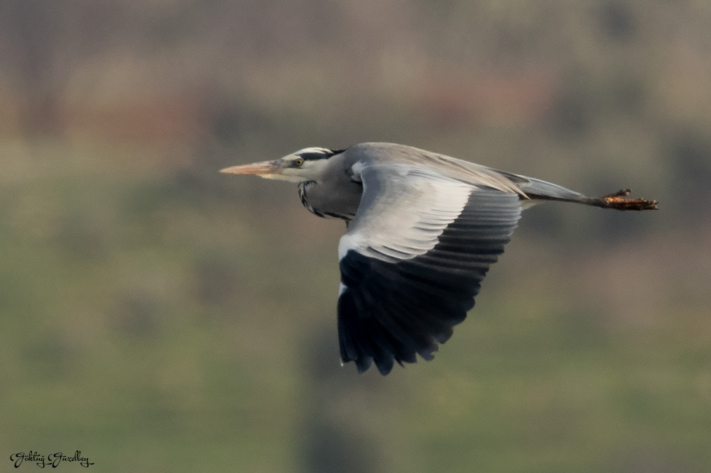 Grey Heron
