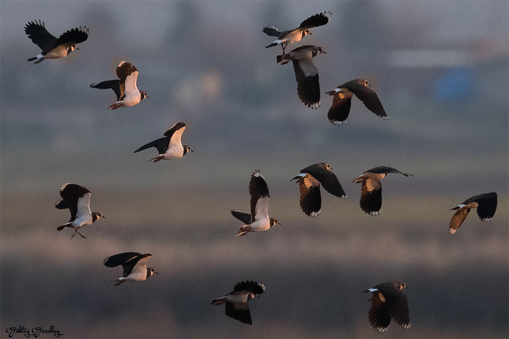 Northern Lapwing