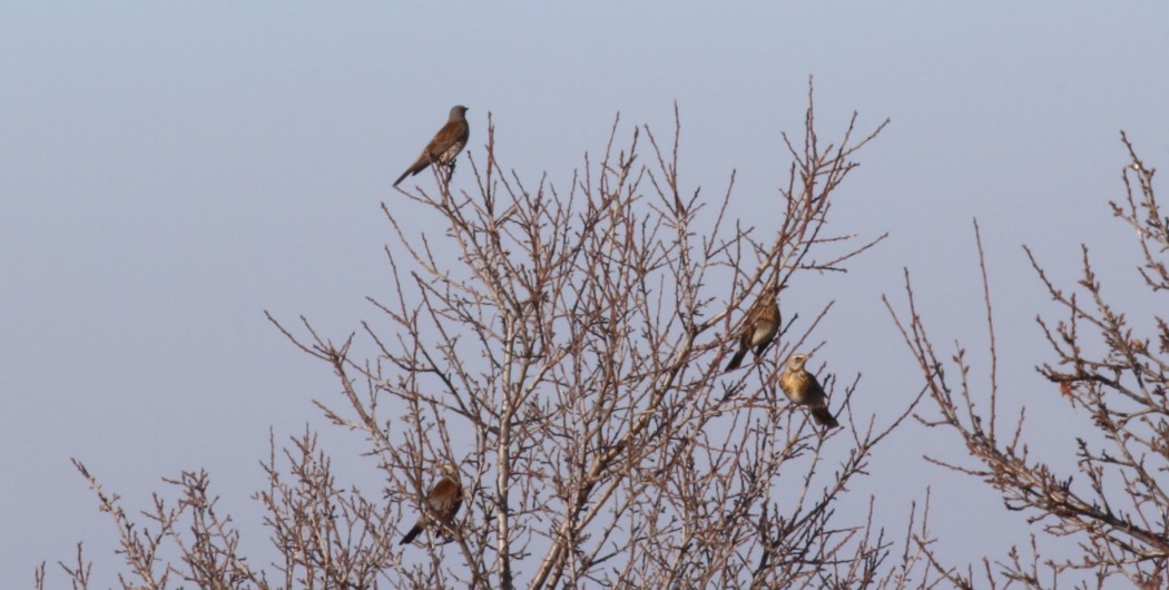Fieldfare