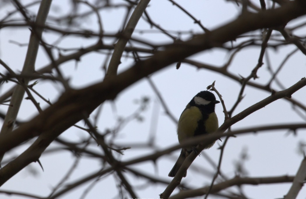 Great Tit