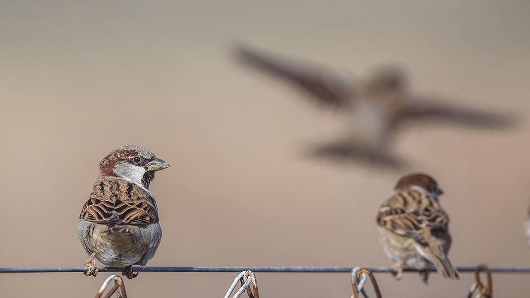 House Sparrow