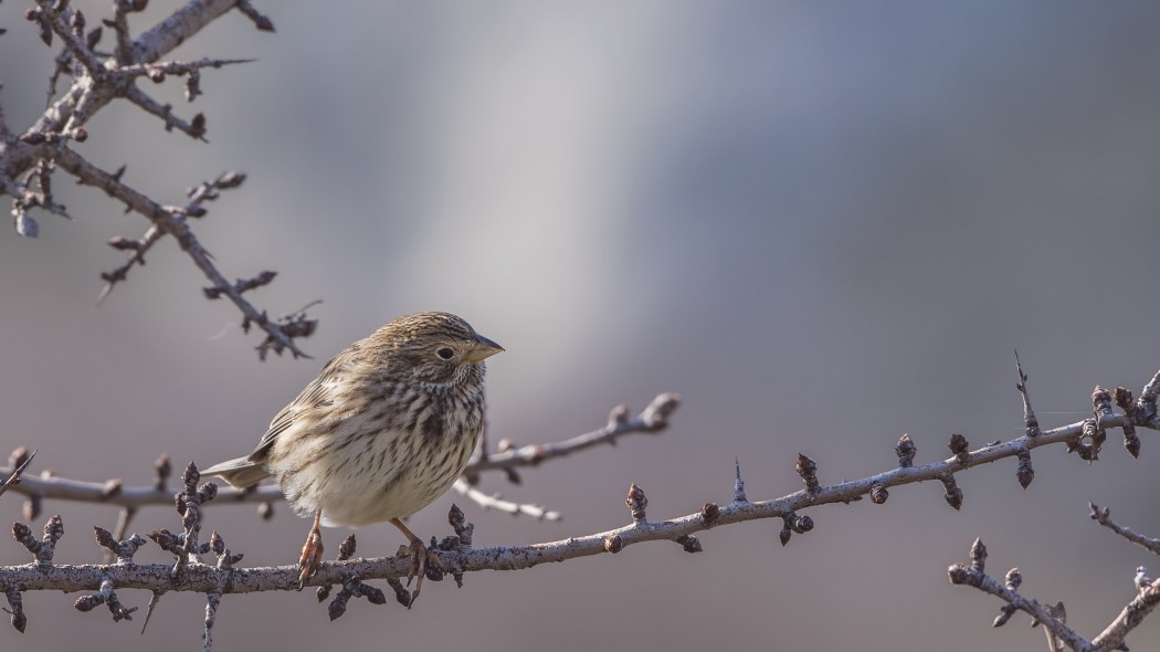 Corn Bunting
