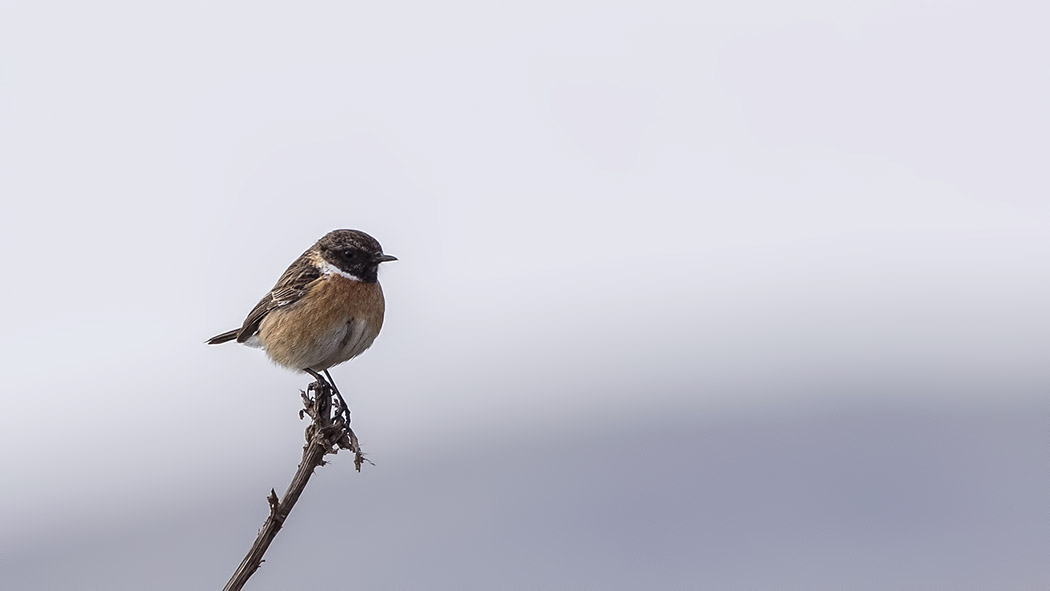 European Stonechat