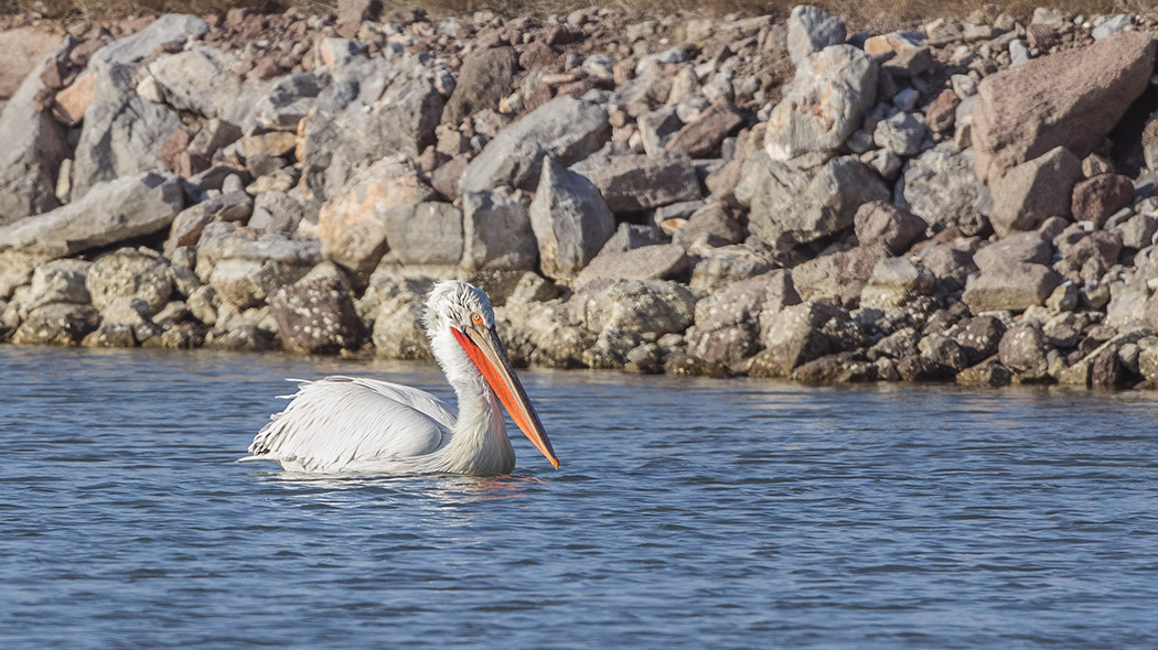 Dalmatian Pelican