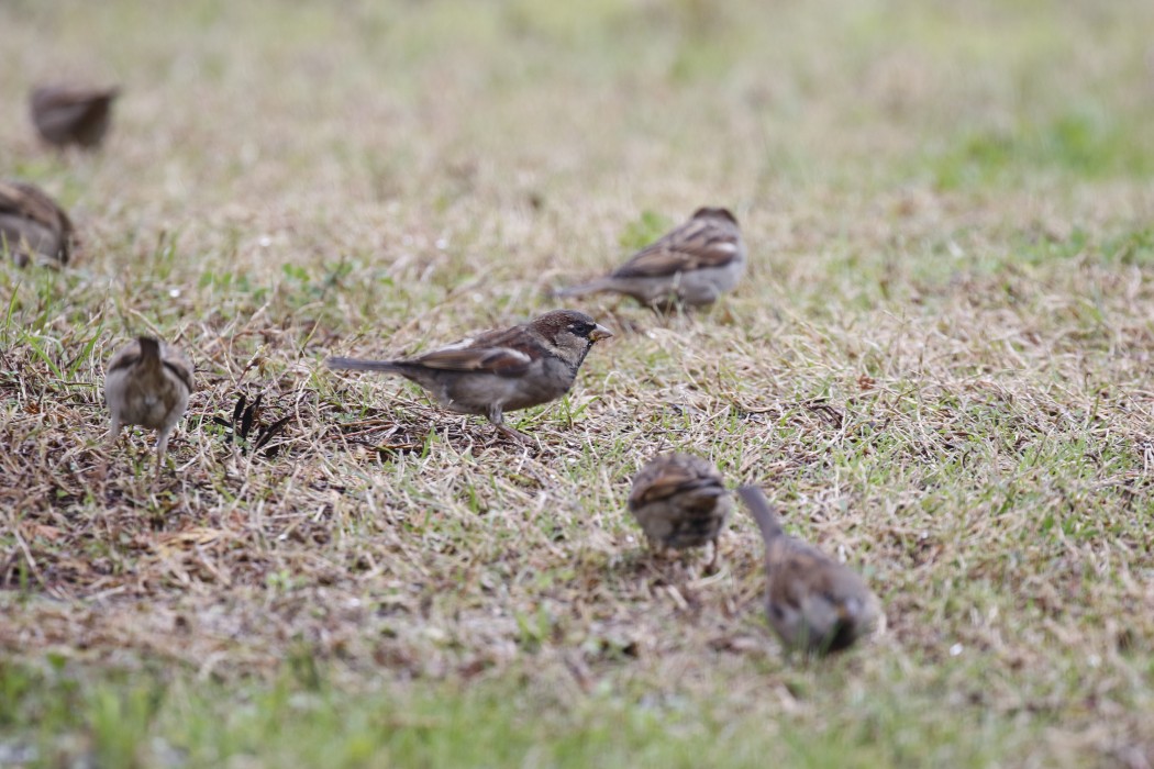 House Sparrow