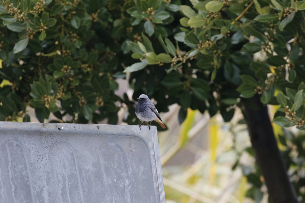 Common Redstart