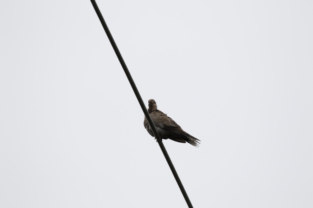 Eurasian Collared Dove