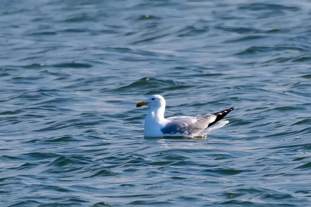 Yellow-legged Gull