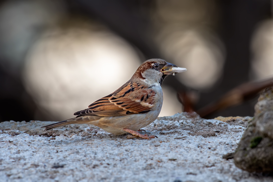 House Sparrow