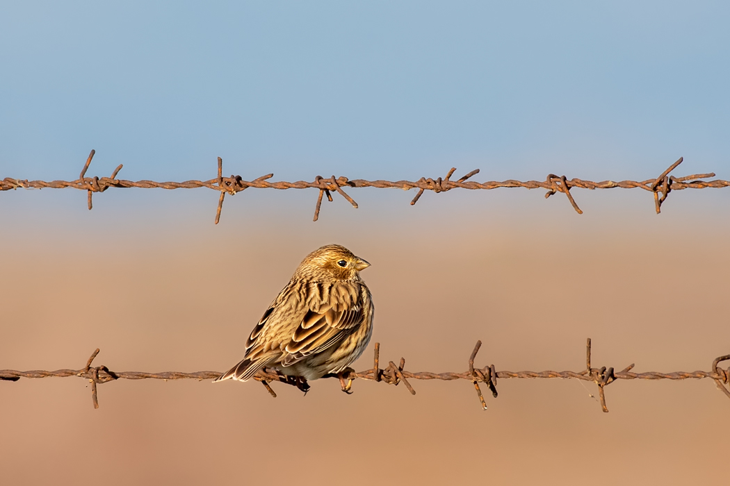 Corn Bunting