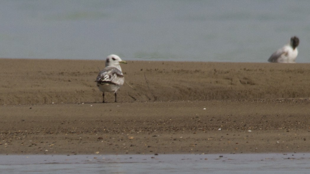 Black-legged Kittiwake