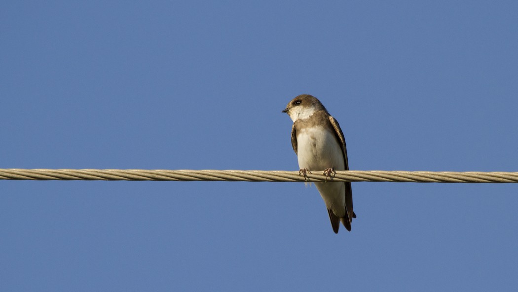 Sand Martin