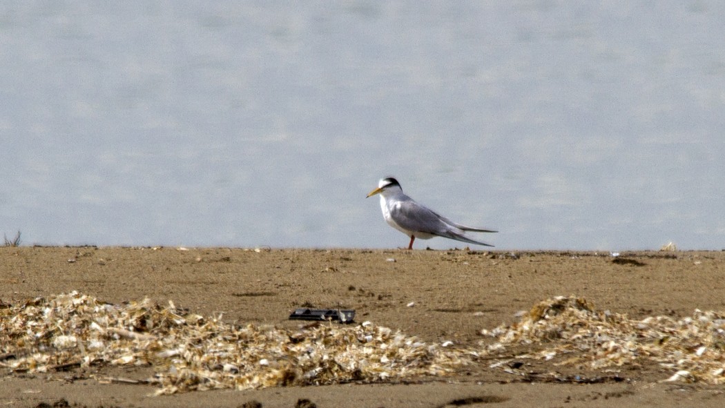 Little Tern