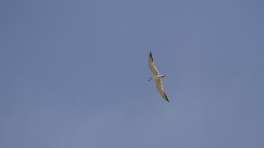 Gull-billed Tern