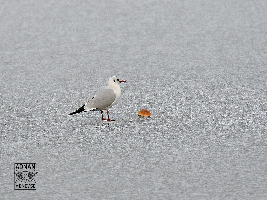 Black-headed Gull