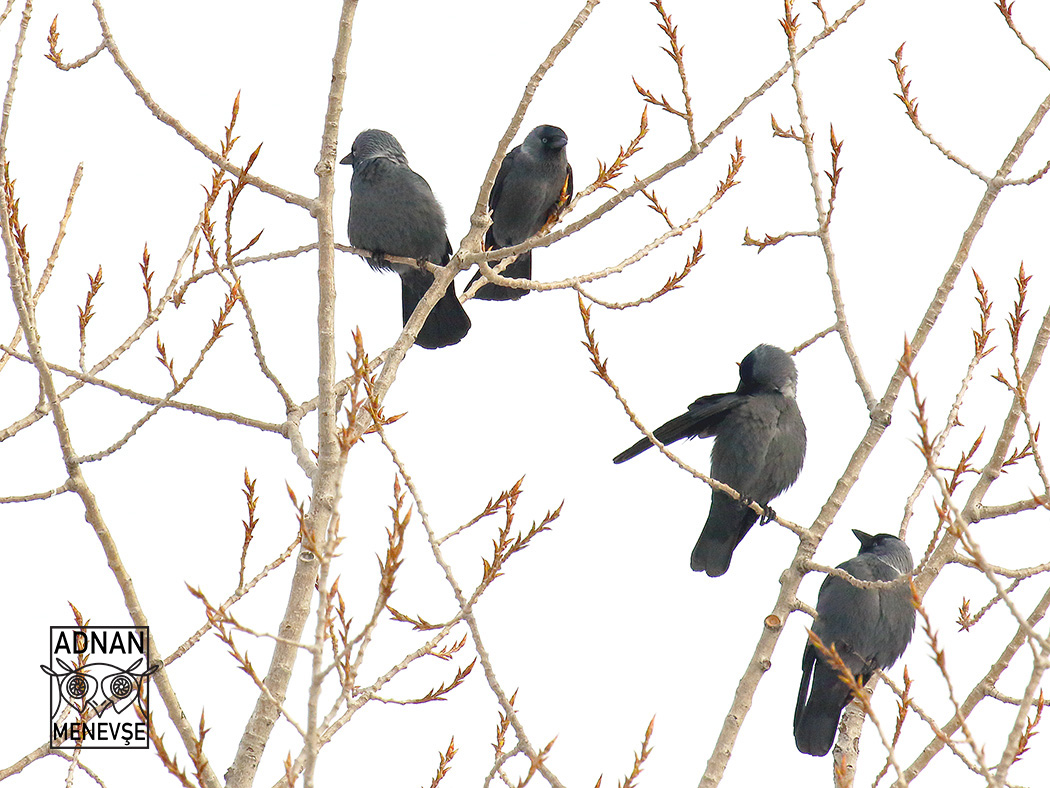 Western Jackdaw