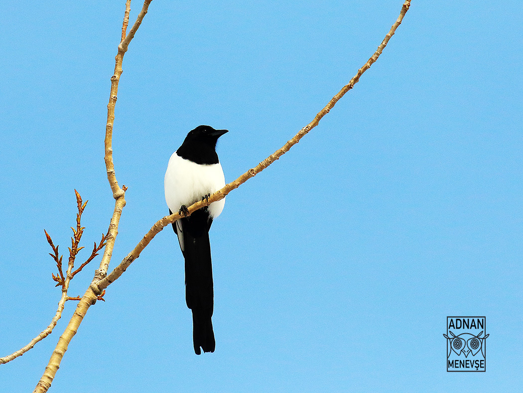 Eurasian Magpie