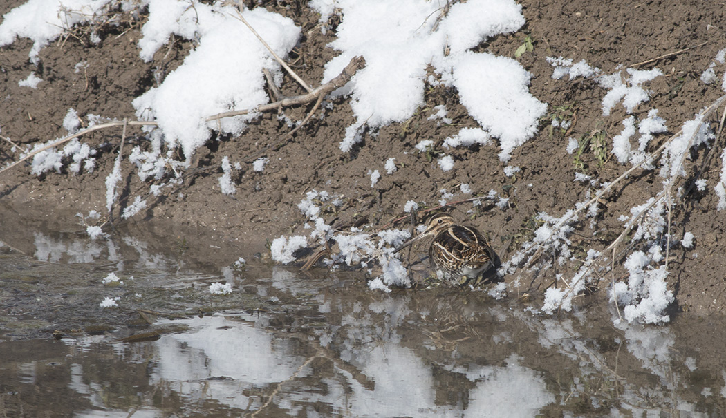 Common Snipe