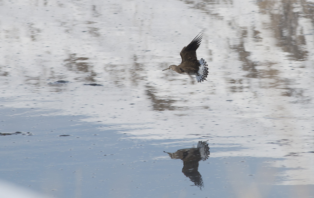 Green Sandpiper