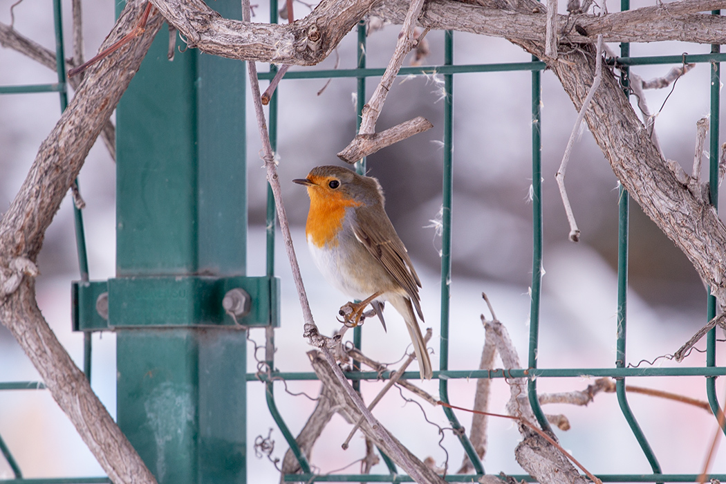European Robin