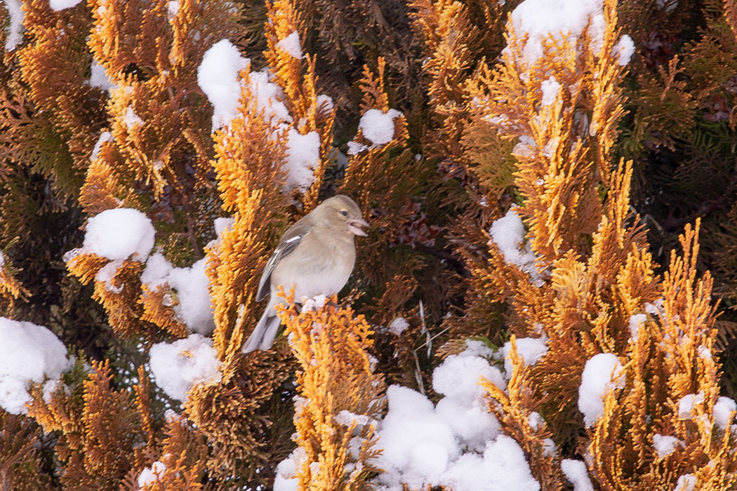 Eurasian Chaffinch