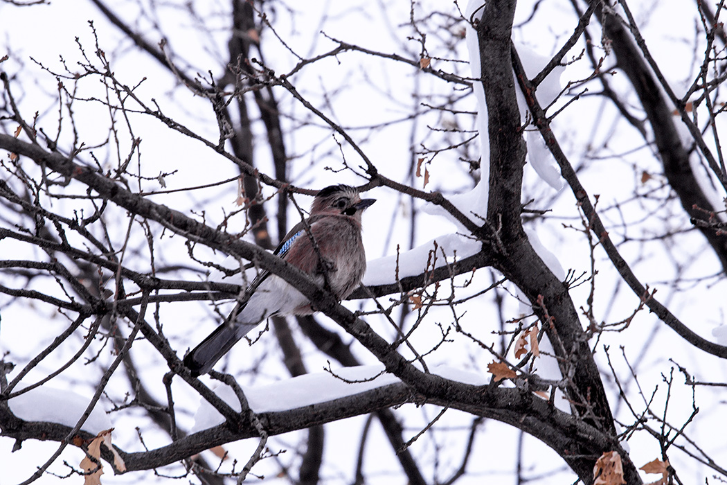 Eurasian Jay