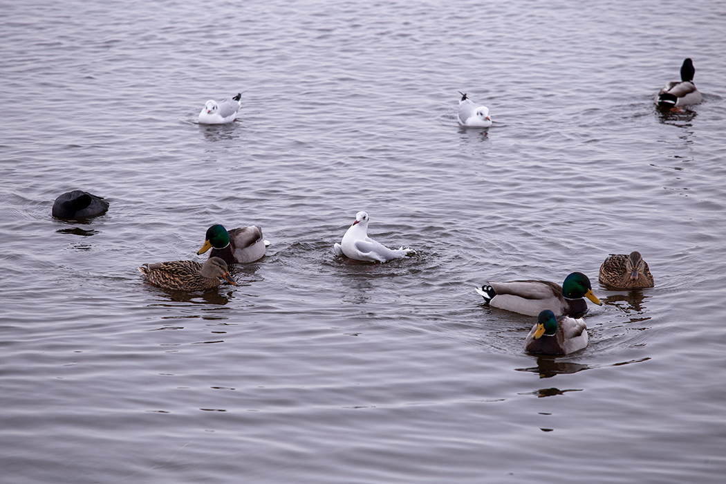 Mallard