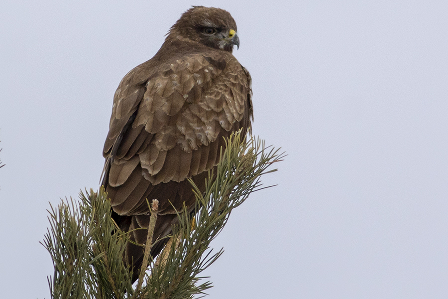 Common Buzzard
