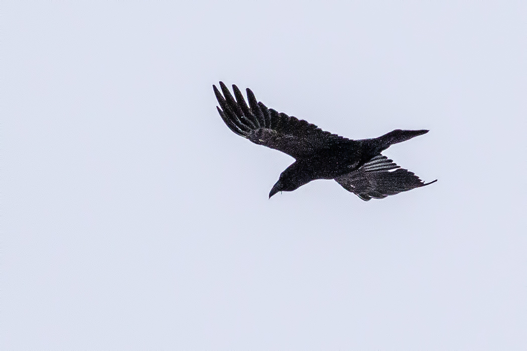 Northern Raven