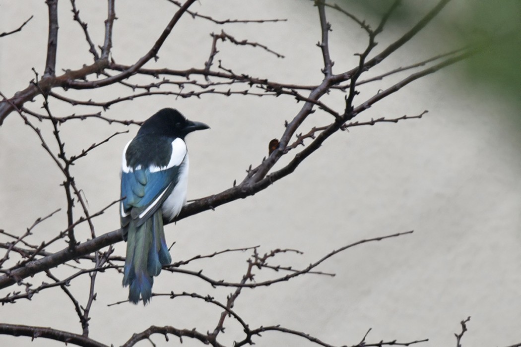 Eurasian Magpie