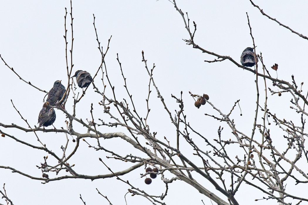 Common Starling