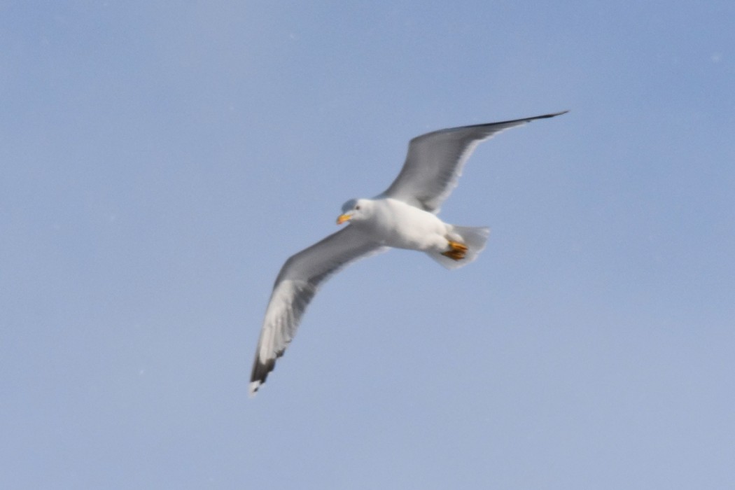 Yellow-legged Gull