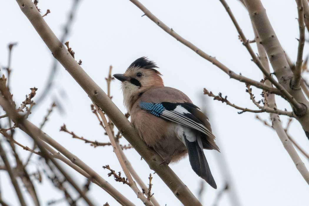 Eurasian Jay
