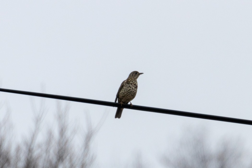 Mistle Thrush