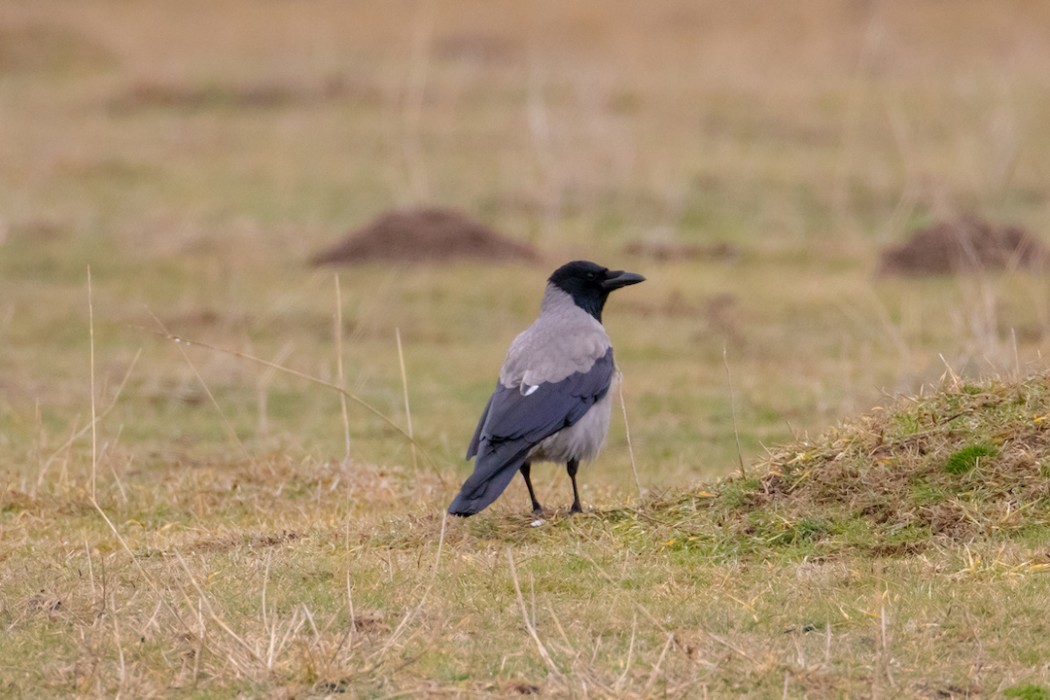 Hooded Crow