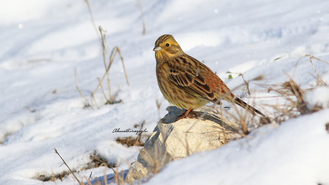 Yellowhammer