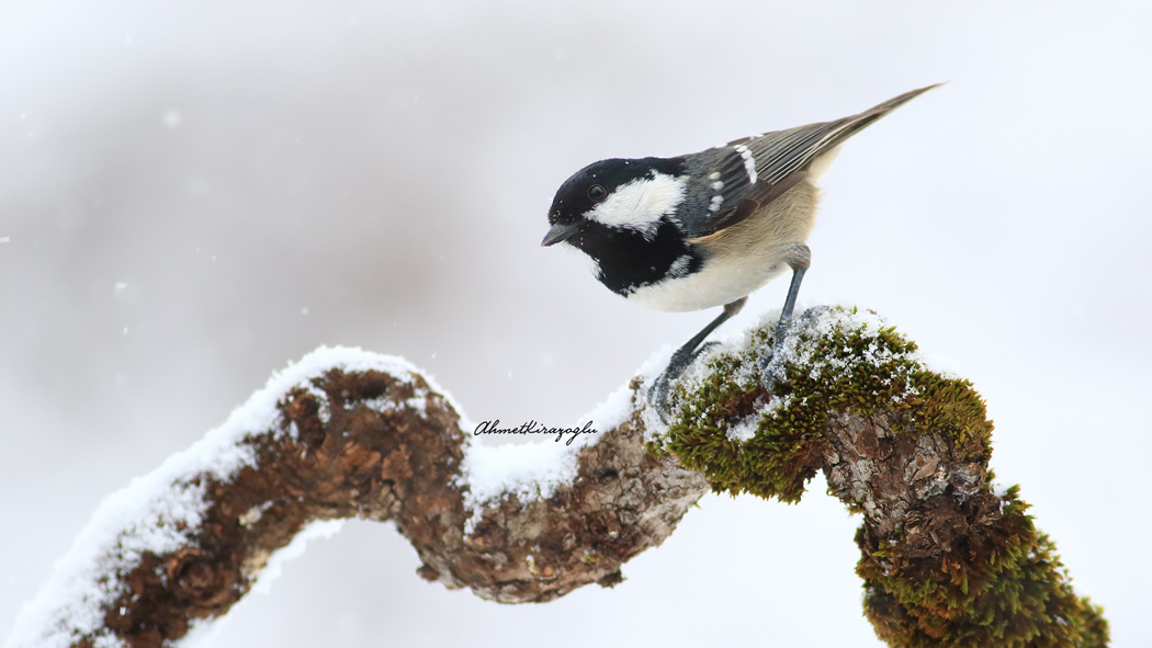 Coal Tit